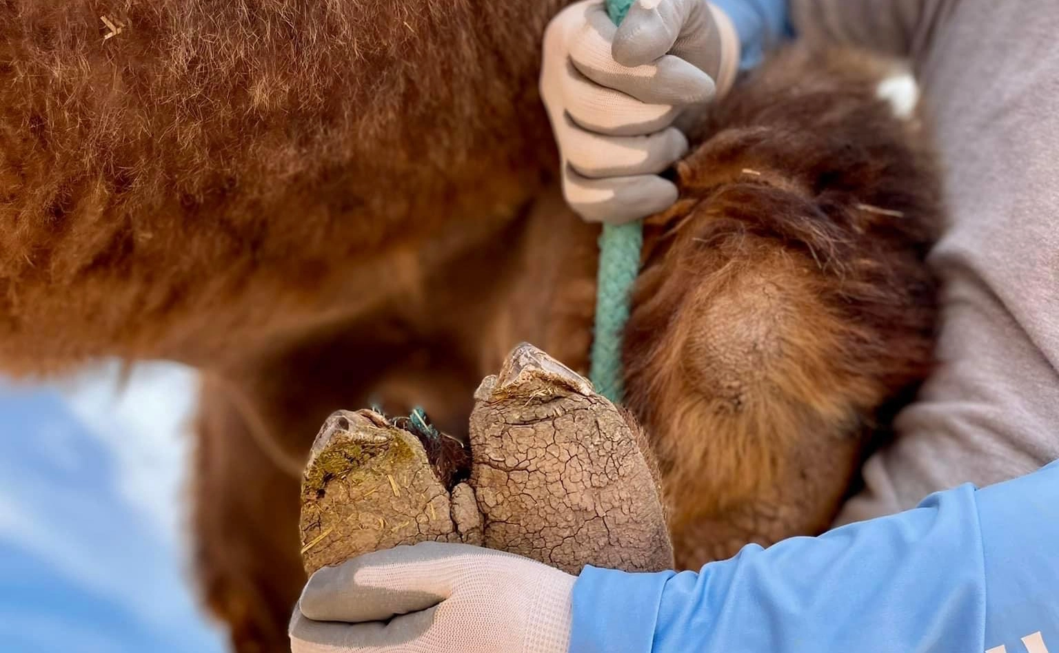 Animal Welfare Committee